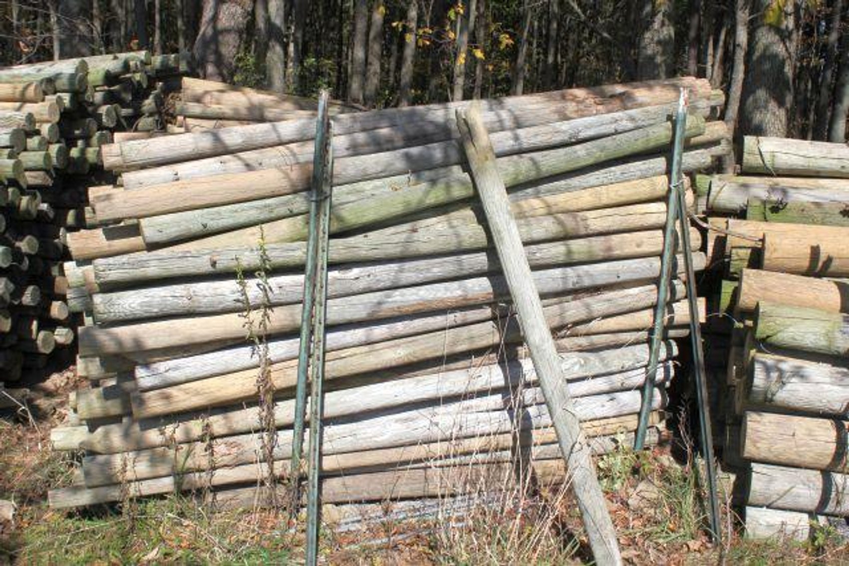 Image for SCHOLL FAMILY AUCTION