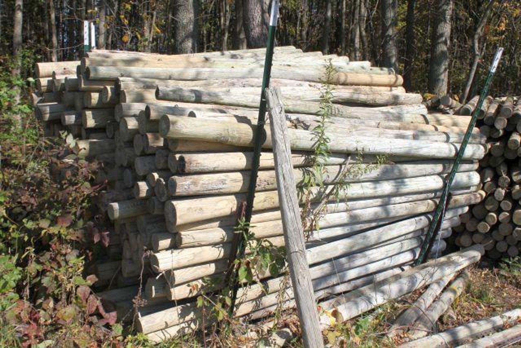 Image for SCHOLL FAMILY AUCTION