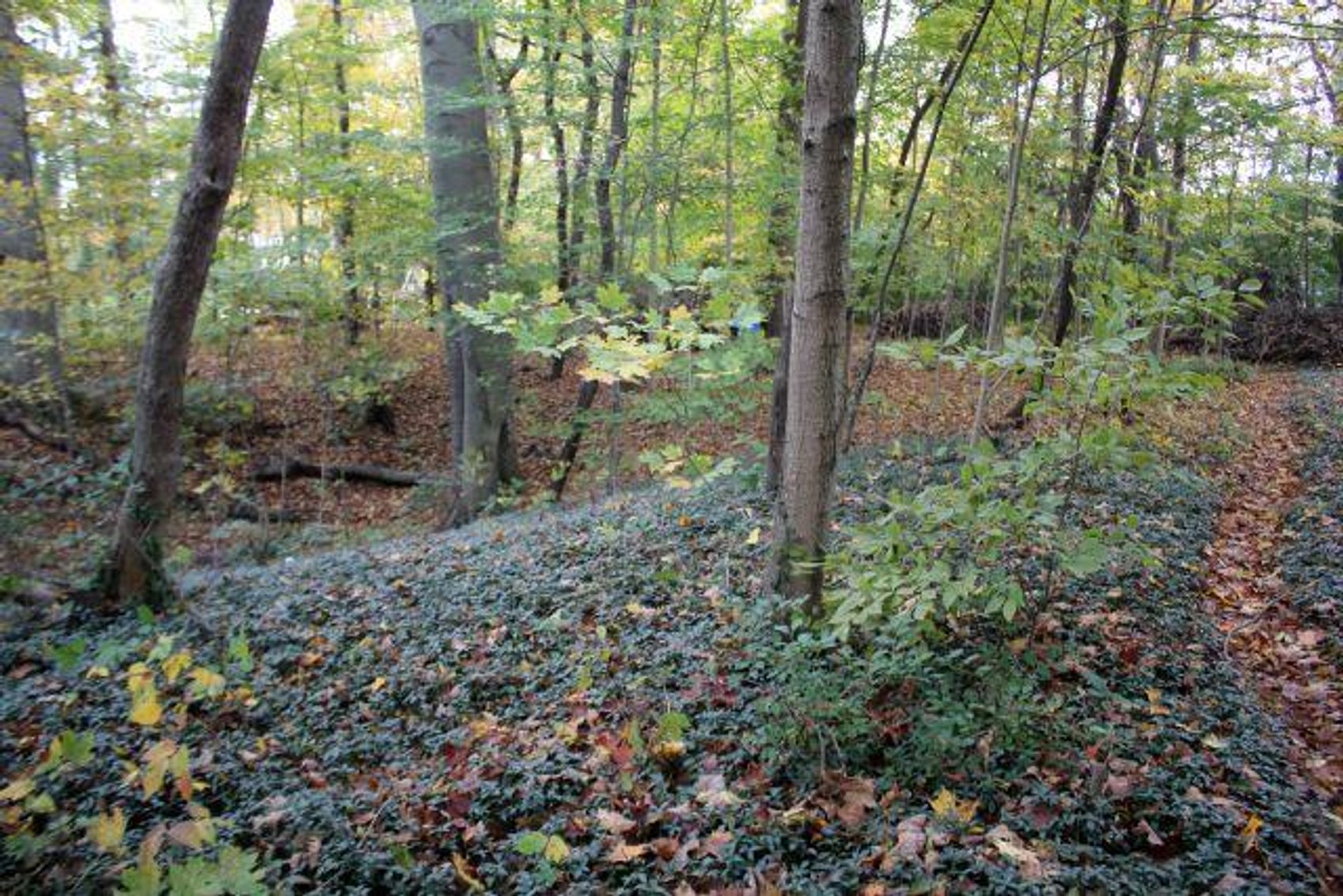 Image for ABSOLUTE REAL ESTATE AUCTION