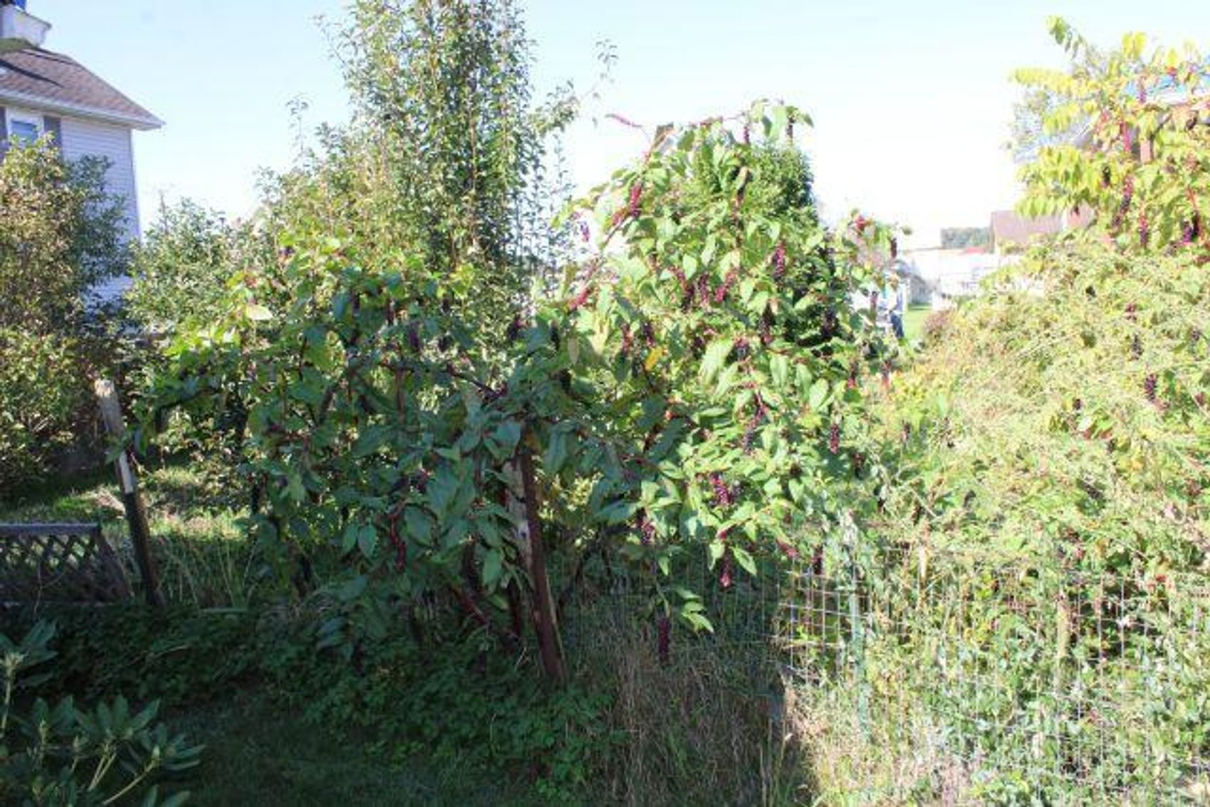 Image for Shirley Doup Estate