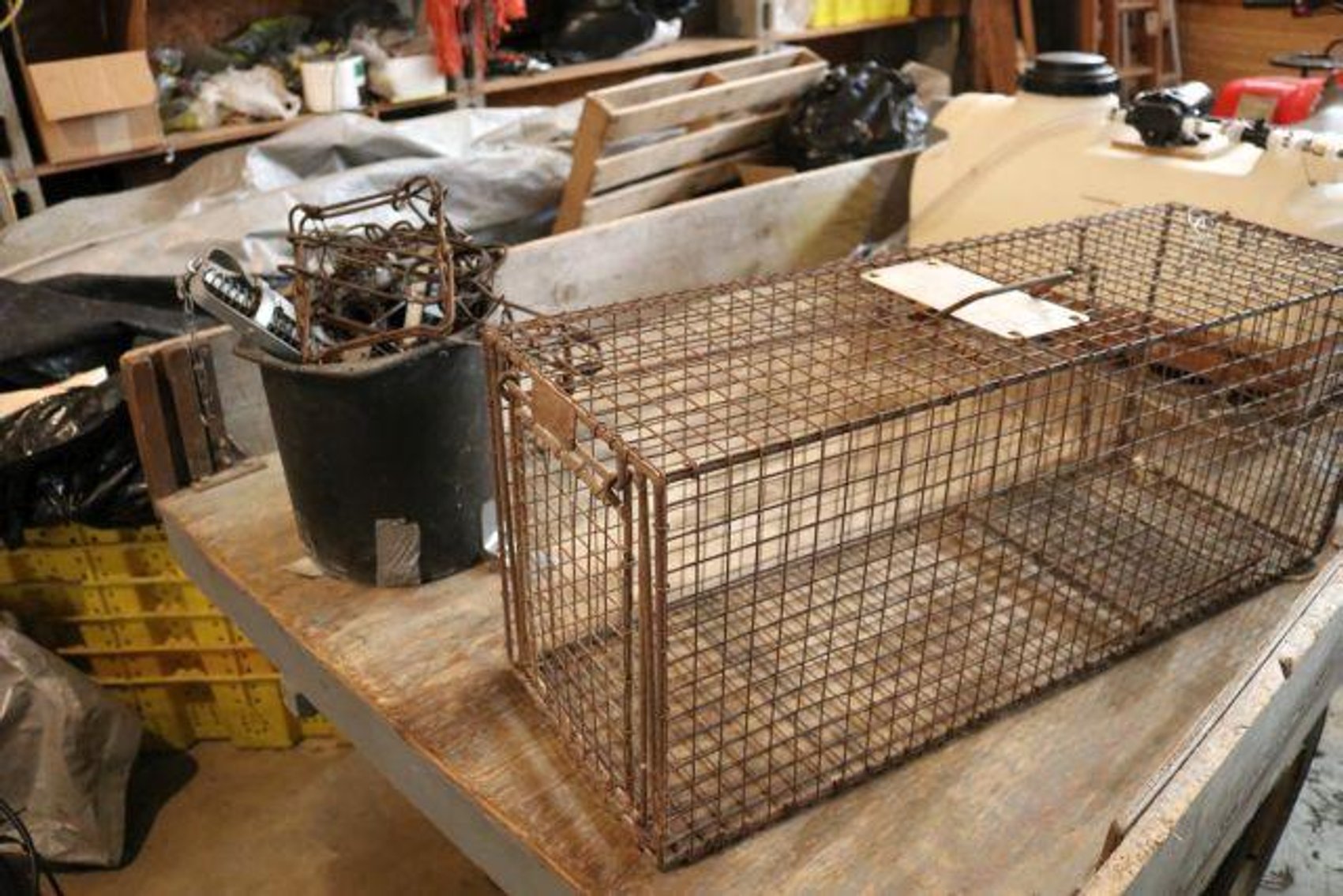 Image for SCHOLL FAMILY AUCTION