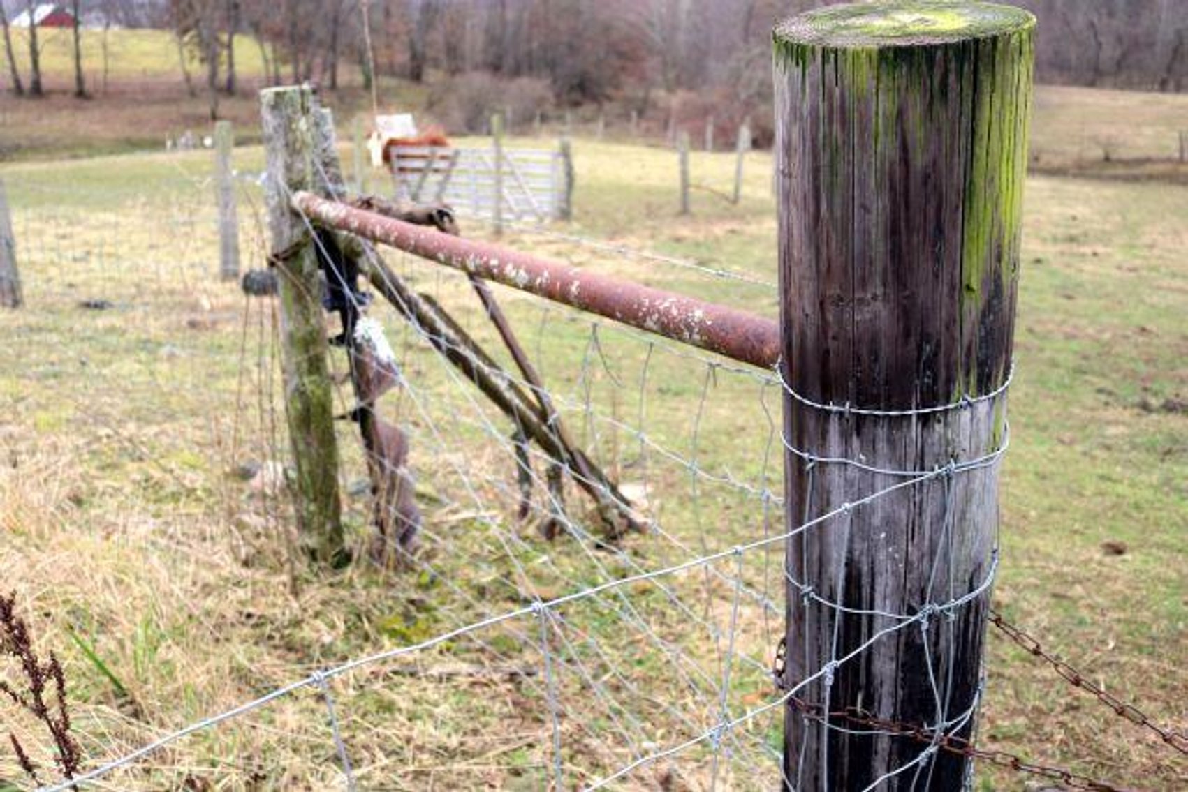 Image for MORTON TRUST AUCTION