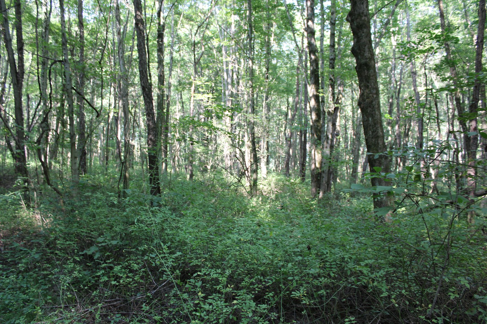 Image for DEAL RD GAMIER, OH - 49 ACRES