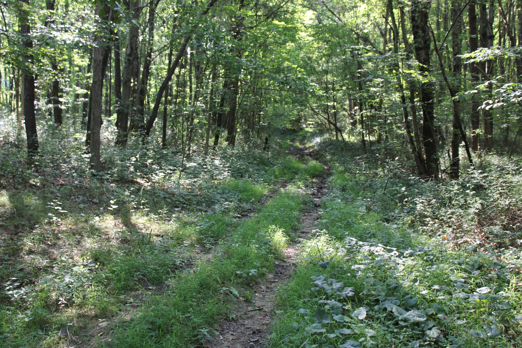 Image for DEAL RD GAMIER, OH - 49 ACRES