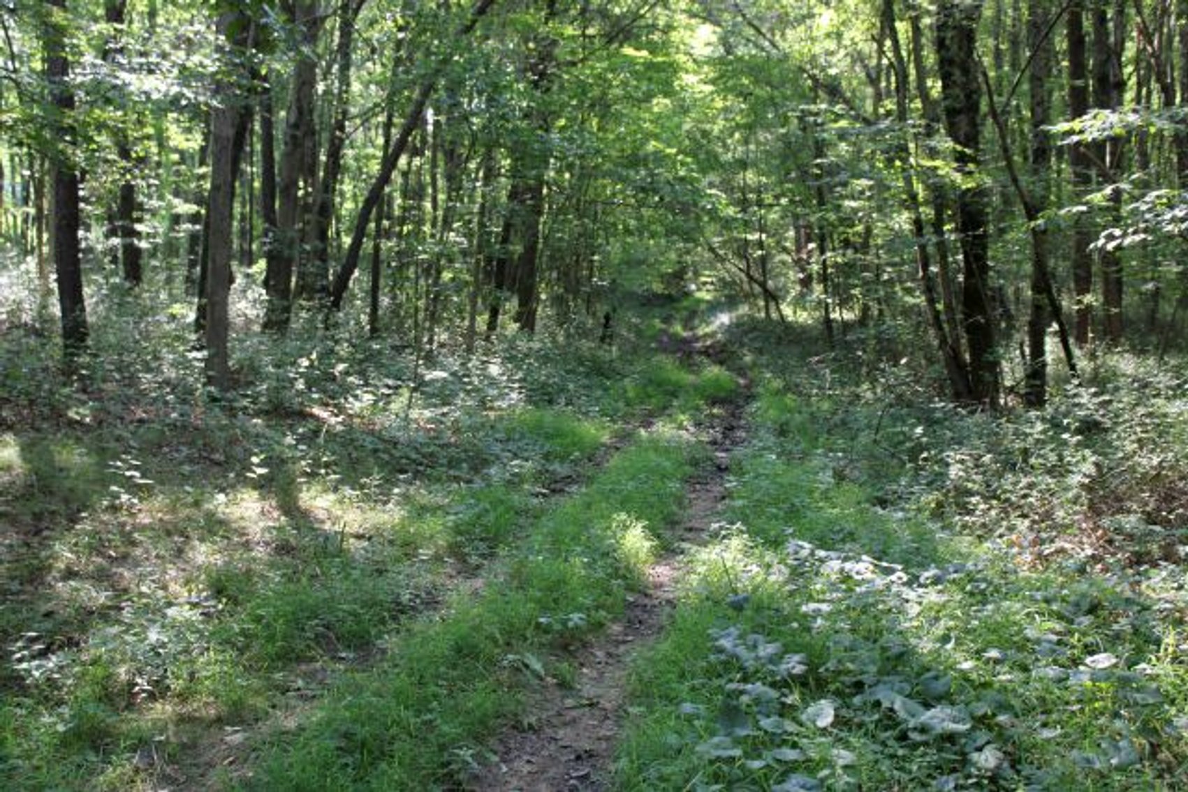 Image for DEAL RD GAMIER, OH - 49 ACRES