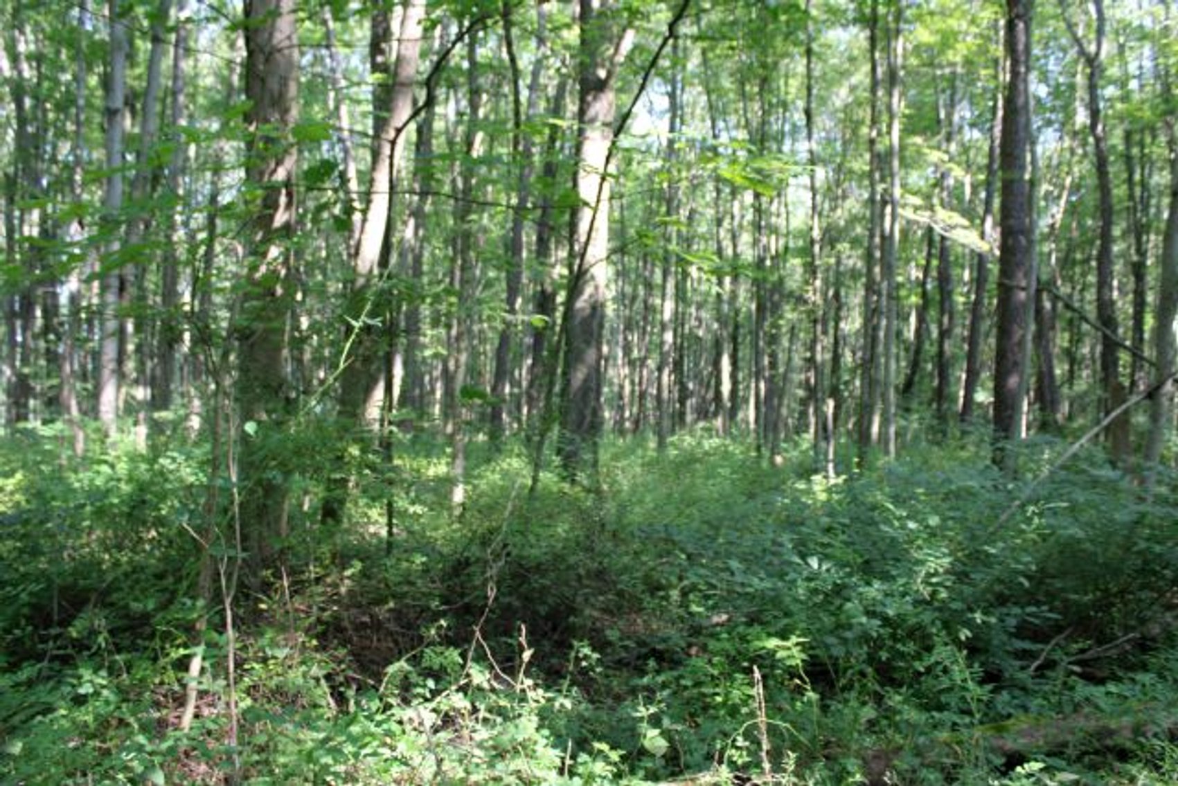 Image for DEAL RD GAMIER, OH - 49 ACRES