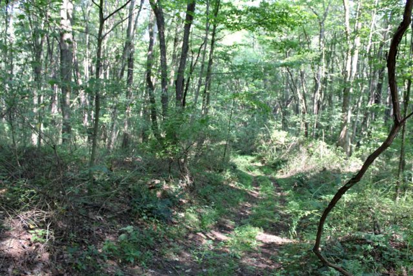 Image for DEAL RD GAMIER, OH - 49 ACRES