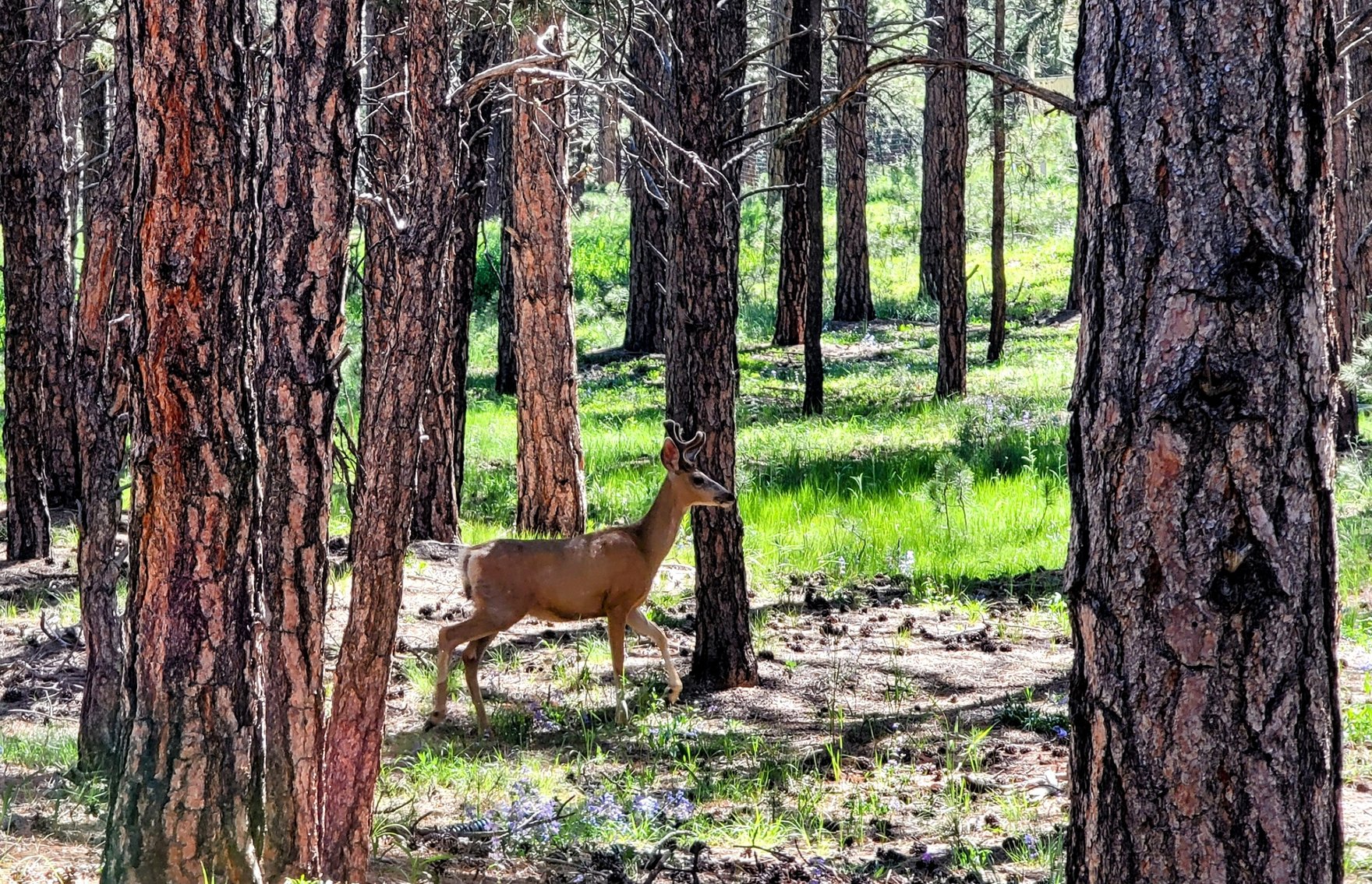 Image for SOLD Arrowwood Real Estate Auction