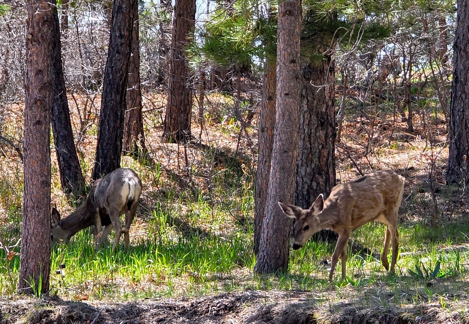 Image for 3 bed, 2 bath in Monument