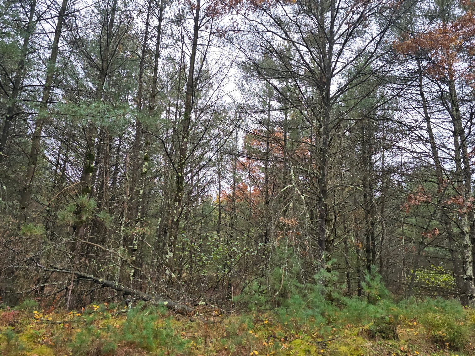 Image for SOLD!!!   20 Acres Hunting Land