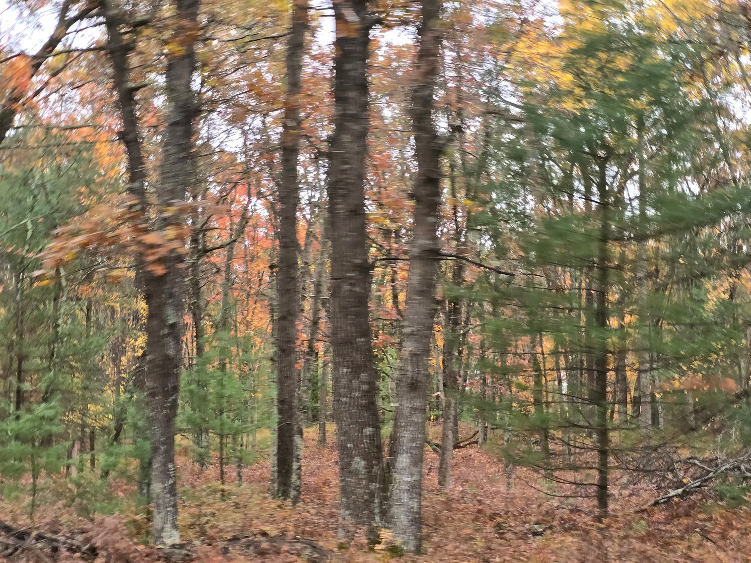 Image for SOLD!!!   20 Acres Hunting Land