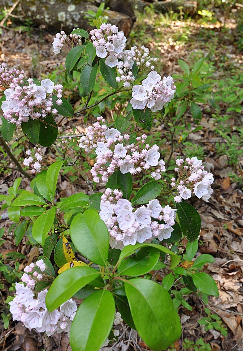 Image for Online Only Reserve Auction!  Land/Camper/Ford Windstar!