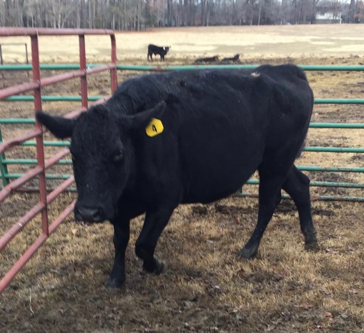 Local beef herd dispersal