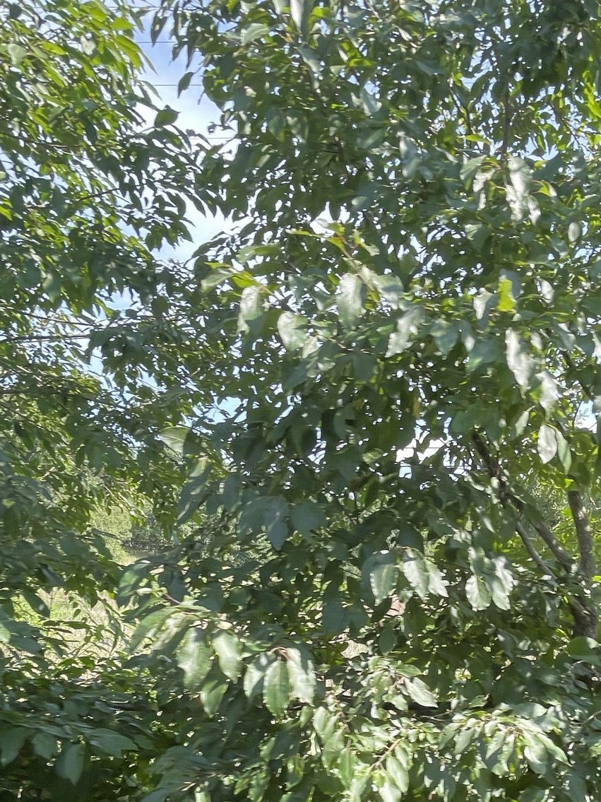 Image for 2685 Dearing Ford Rd, Altavista, VA 24517