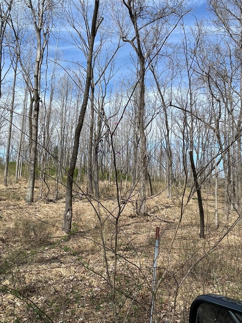 Image for 423 +/- Ac in Charlotte County, VA