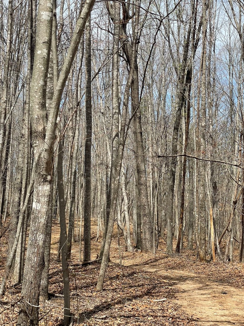 Image for 423 +/- Ac in Charlotte County, VA