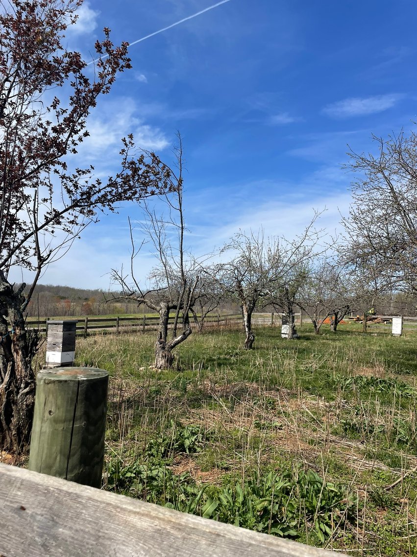 Image for 423 +/- Ac in Charlotte County, VA