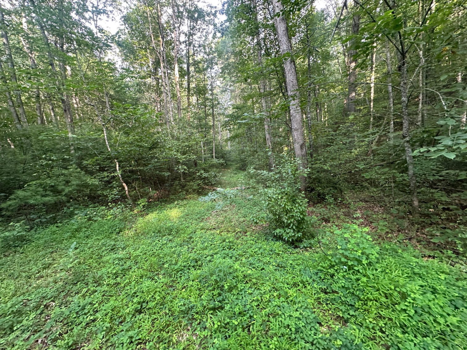 Image for **AUCTION CANCELED** 88+ Acres Wooded Property Bordering National Forest