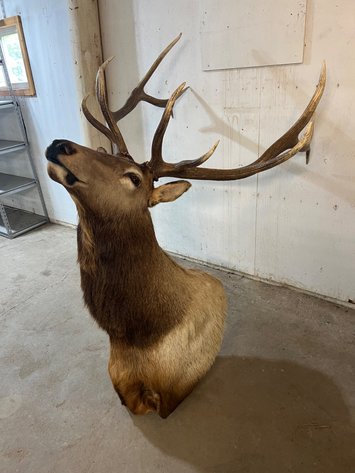 Image for Wildlife Mounts - Prairie Farm, WI