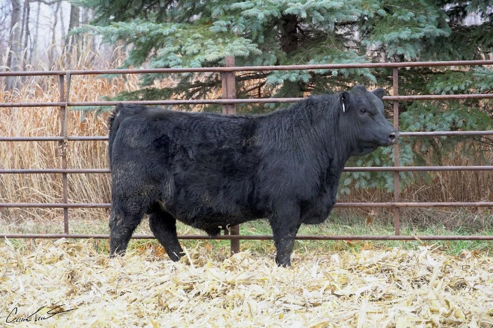 Image for 2024 Haugestuen Ranches Build Your Herd Auction