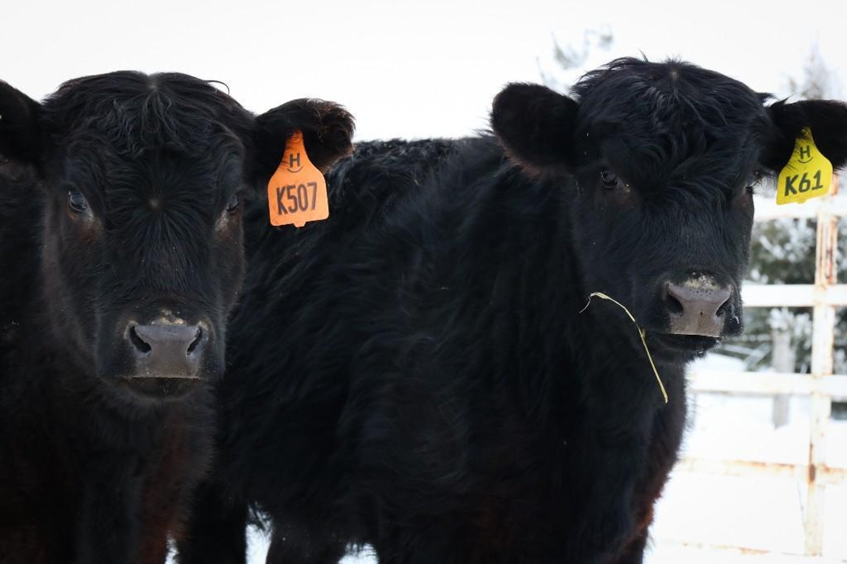 Image for 2023 Haugestuen Ranches Build Your Herd Auction