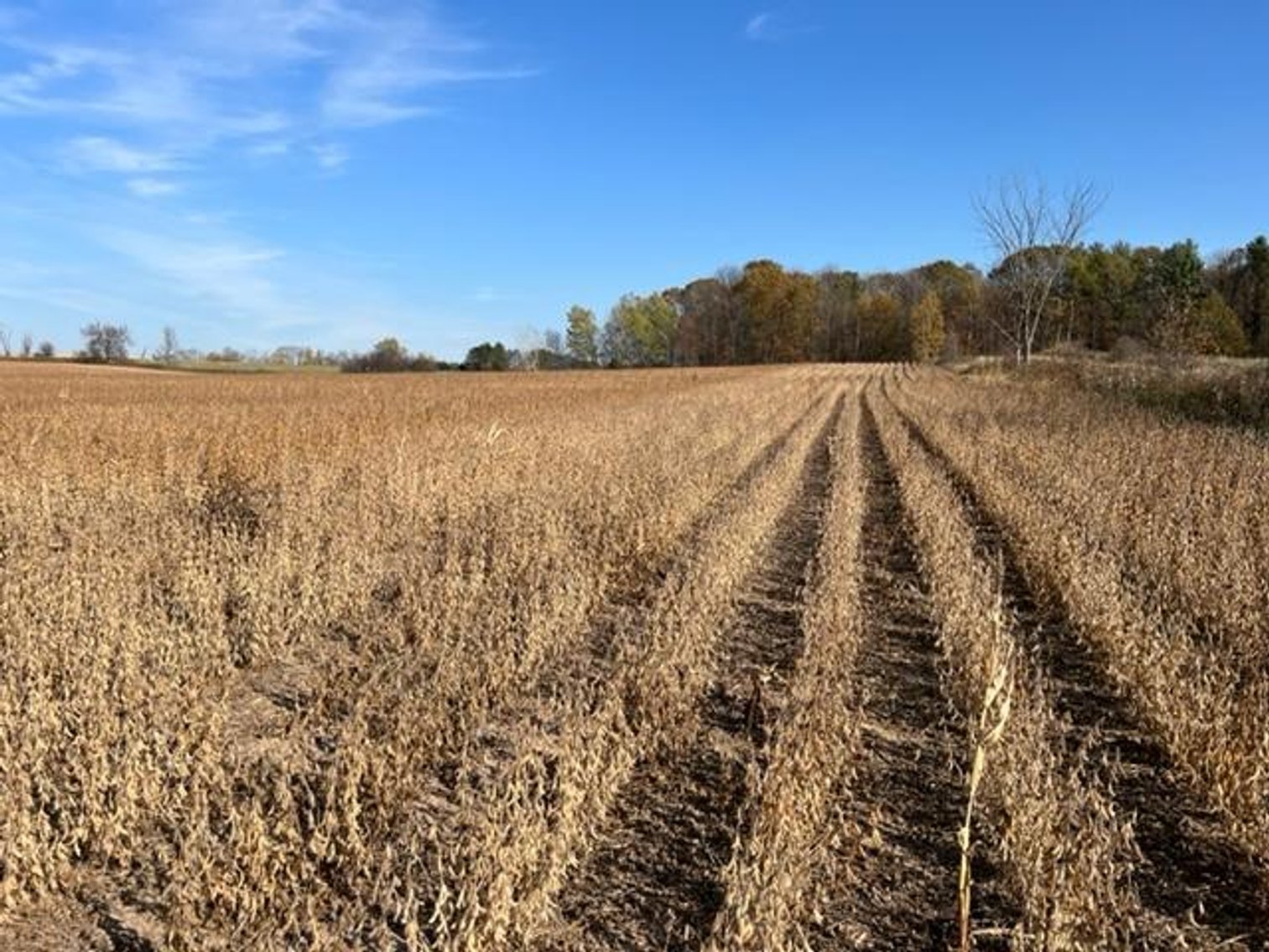 Image for 77 (+/-) Acres of Agricultural & Undeveloped Land - Rice Lake, WI