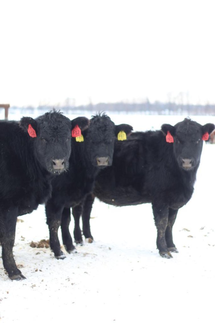 Image for Build Your Herd - Black, Red & Sim Angus - Haugestuen Ranches