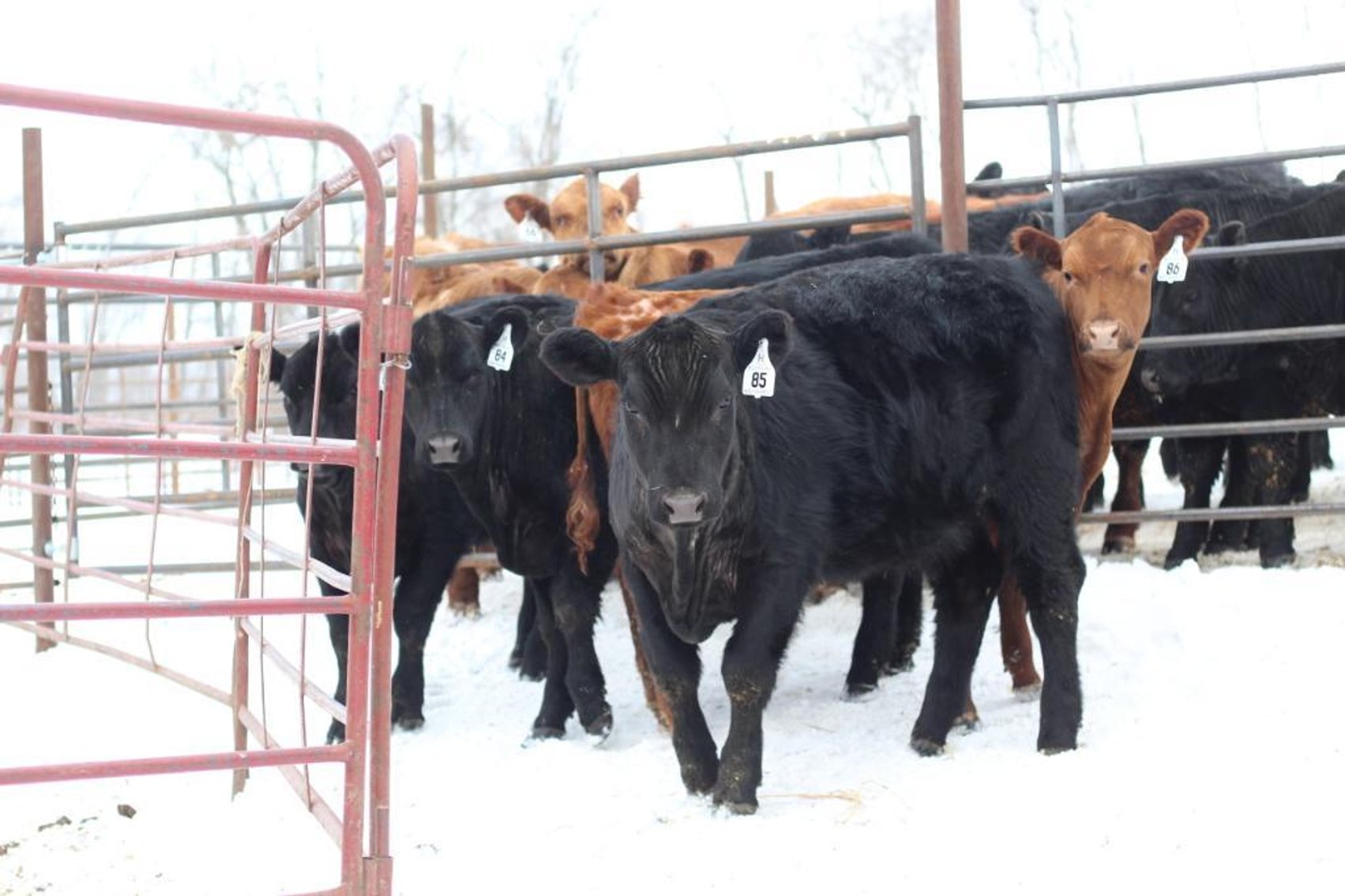 Image for Build Your Herd - Black, Red & Sim Angus - Haugestuen Ranches