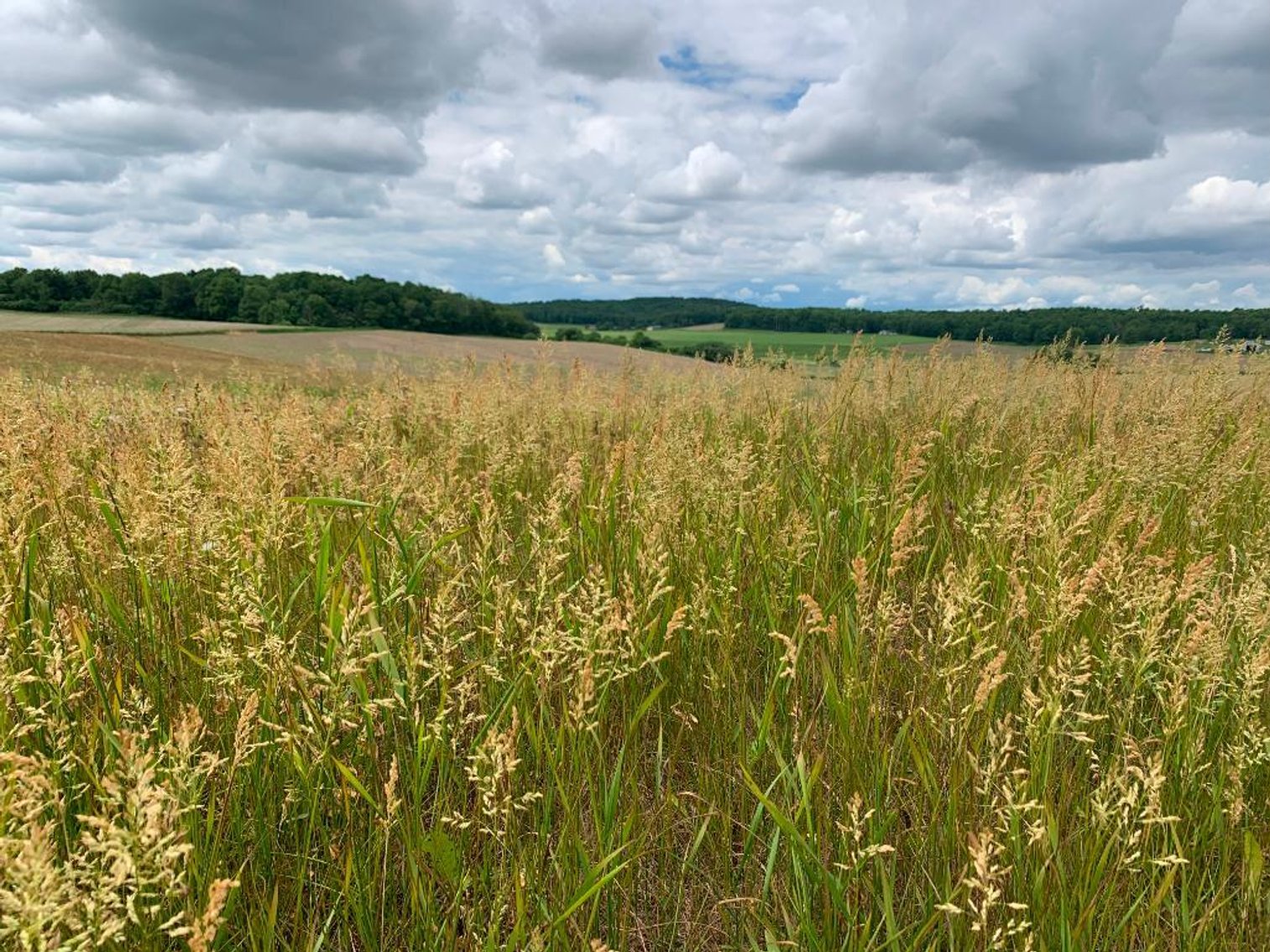 Image for 4 BR 3 BA Country Home on 3.3 (+/-) Acres & 36 (+/-) Acres Ag Land - Dallas, WI (BID IS PER PARCEL)