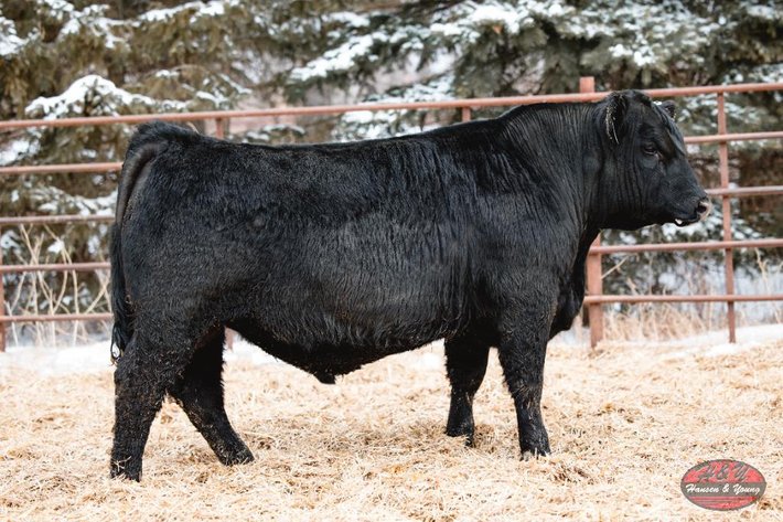 Image for 2025 Haugestuen Ranches Build Your Herd Auction