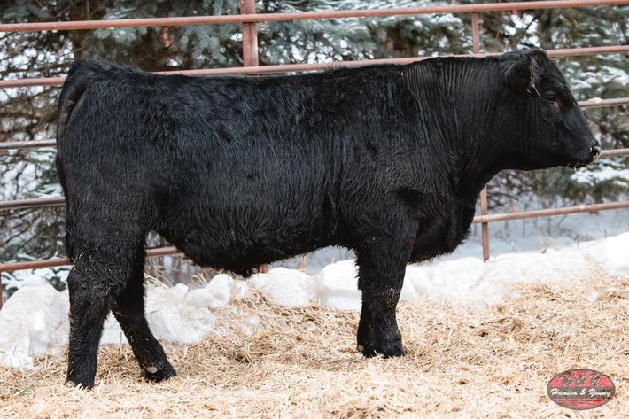 Image for 2025 Haugestuen Ranches Build Your Herd Auction