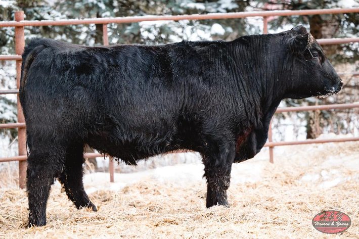 Image for 2025 Haugestuen Ranches Build Your Herd Auction