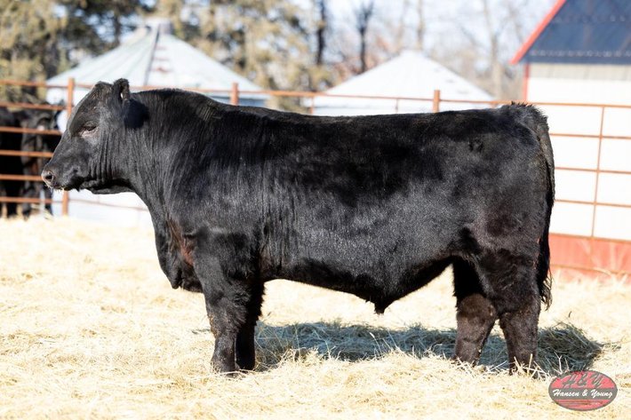 Image for 2026 Haugestuen Ranches Build Your Herd Auction