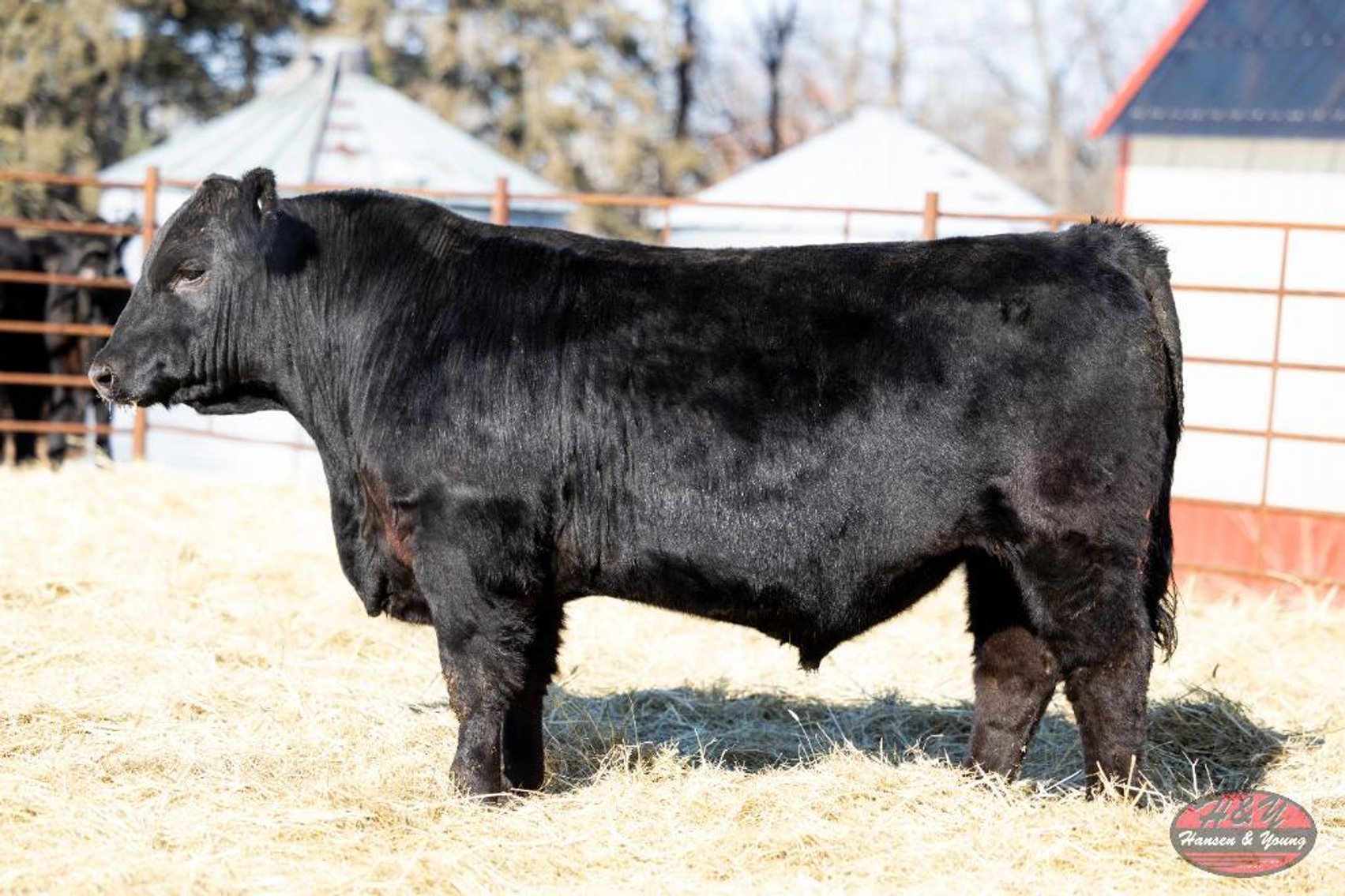 Image for 2026 Haugestuen Ranches Build Your Herd Auction