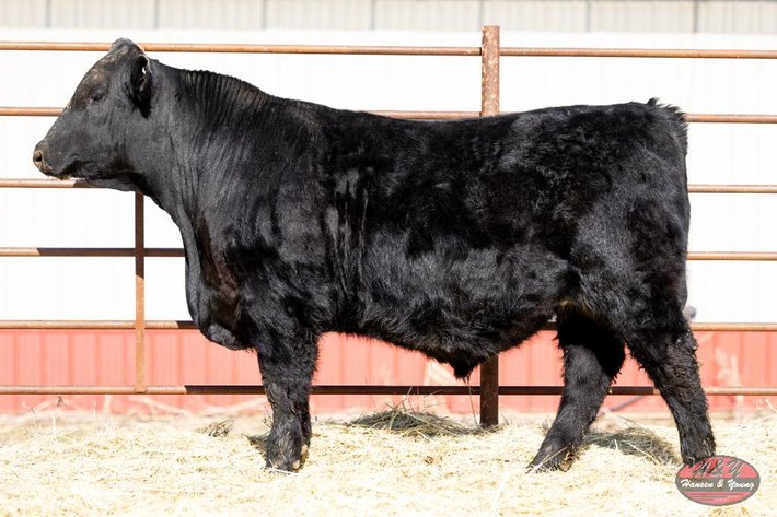 Image for 2026 Haugestuen Ranches Build Your Herd Auction