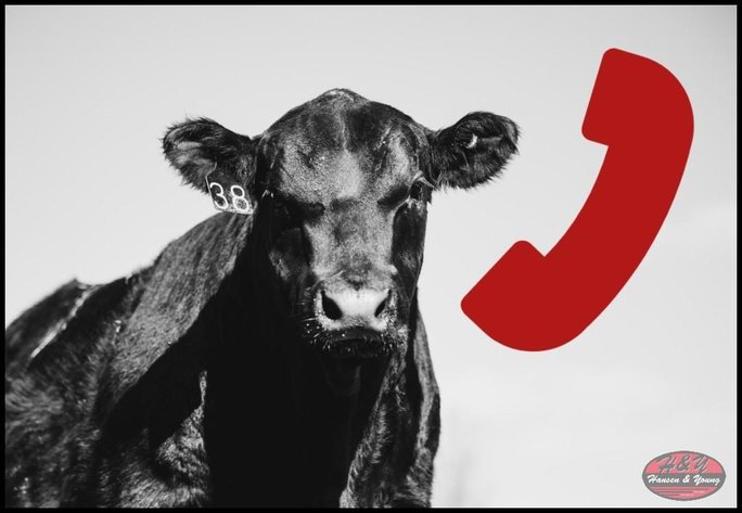 Image for Contact Haugestuen Ranches Today: 715-790-4385