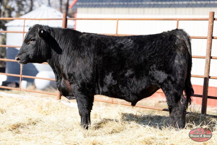 Image for Black Essential Barron N505 - Sim Angus Bull