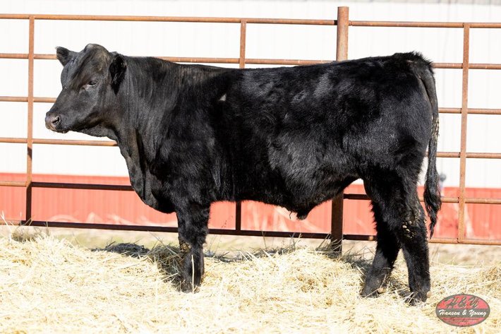 Image for Black Galileo Barron N040 - Sim Angus Bull