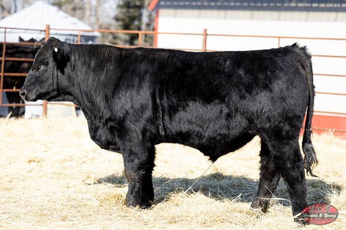 Image for Black Galileo Barron N140 - Sim Angus Bull