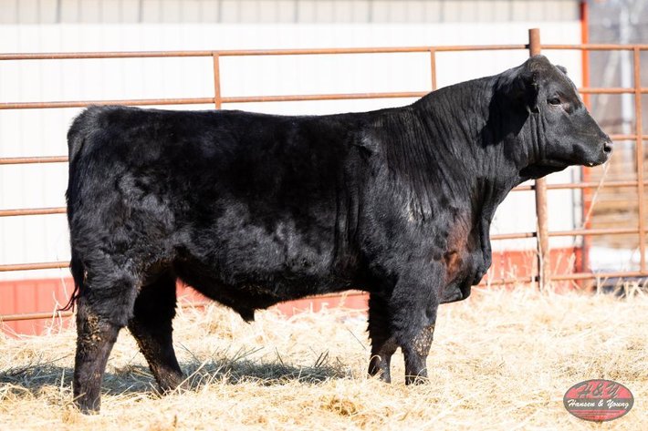 Image for Black Galileo Barron N503 - Sim Angus Bull