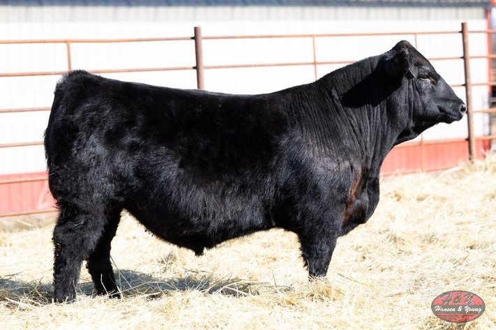 Image for Black Genesis Barron N144 - Sim Angus Bull