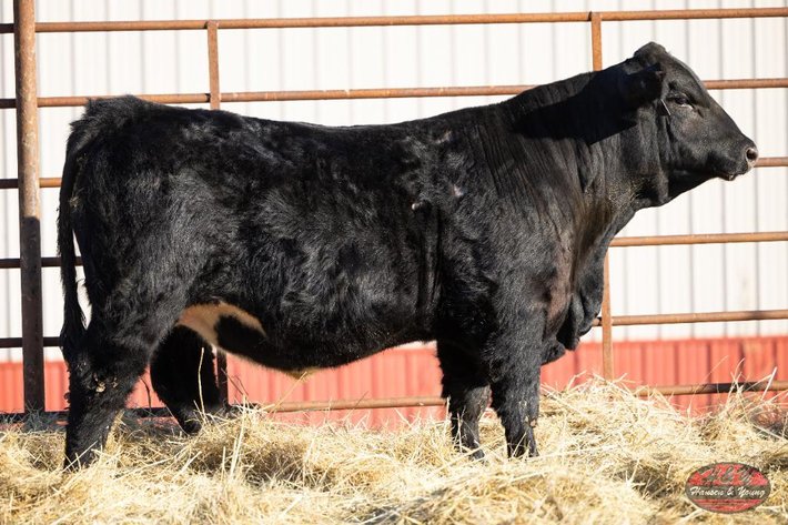Image for Black Genesis Barron N164 - Sim Angus Bull