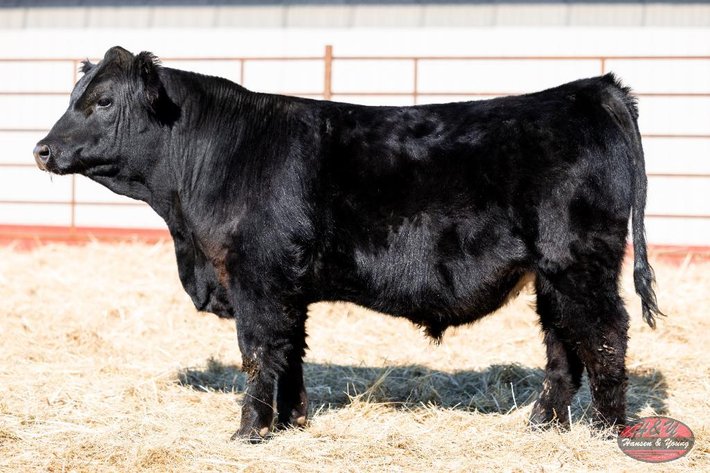 Image for Black Genesis Barron N169 - Sim Angus Bull
