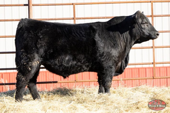 Image for Black Eagle Barron N201 ET - Sim Angus Bull