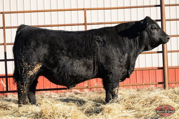 Image for Black Eagle Barron N208 ET - Sim Angus Bull