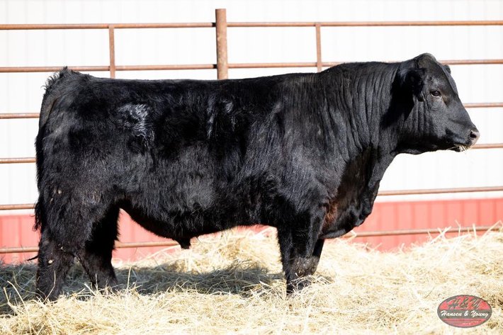 Image for Black 231A Barron N15 - Sim Angus Bull