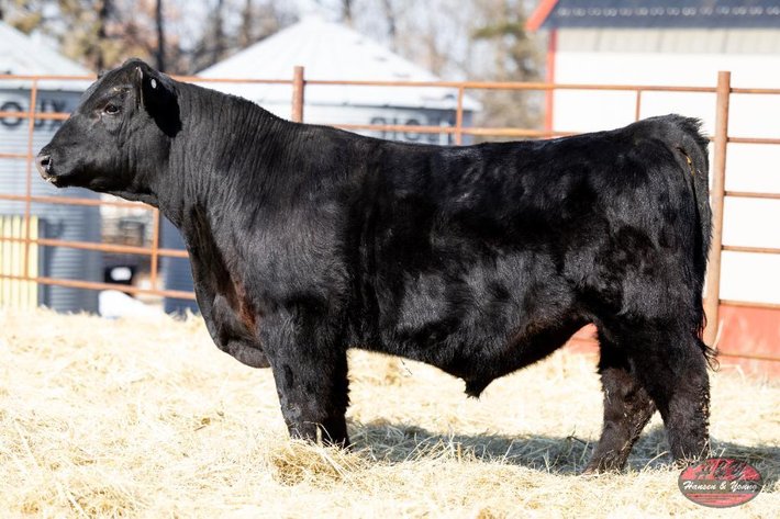 Image for Black 231A Barron N168 - Sim Angus Bull