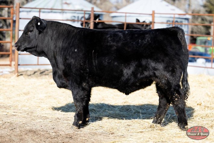Image for Black Galilieo Barron N160 - Sim Angus Bull