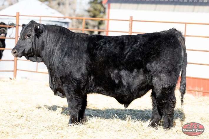 Image for Black OSB Barron N513 - Sim Angus Bull