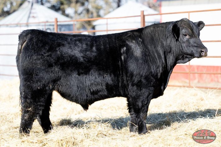 Image for Black Barron N708 - Sim Angus Bull